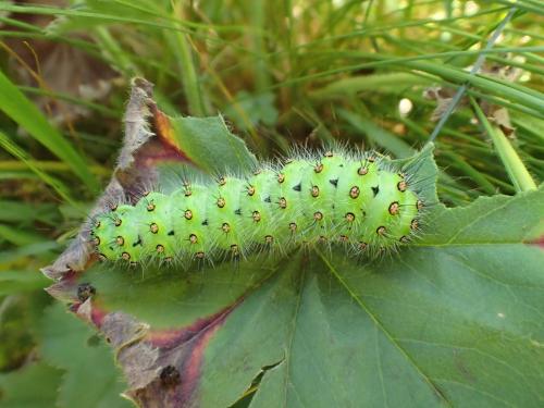 Saturnia pavonia